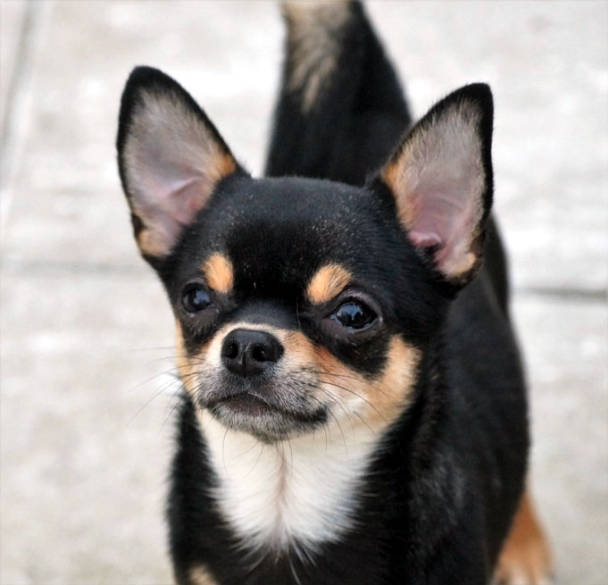 owalo design Hunde Abzugeben